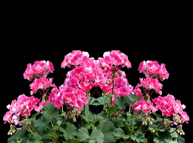 Potted Plants and Flowers